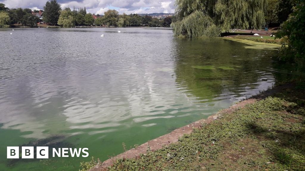 Why blue-green algae can be toxic to pets and humans 