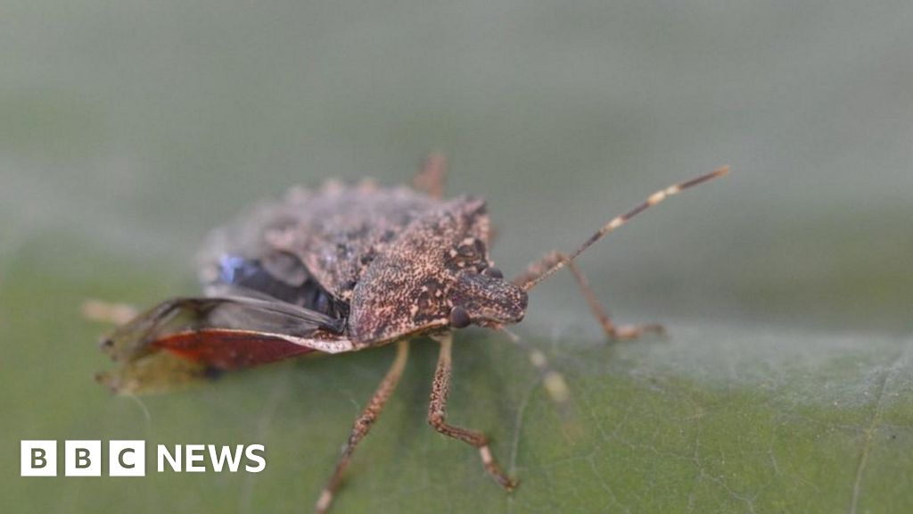 Stink bug discovery raises fears of threat to crops