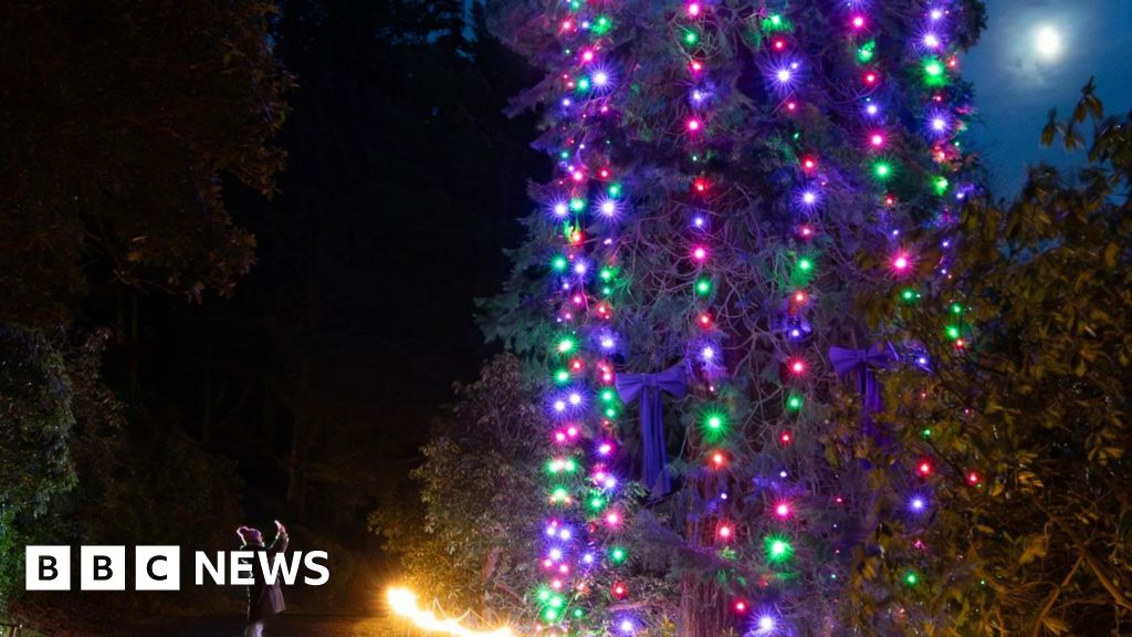 Trust's 147ft tree sets Christmas world record