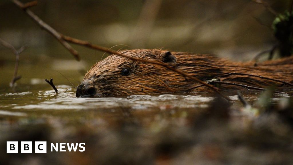 Plymouth male beaver rehomed after mate died - BBC News