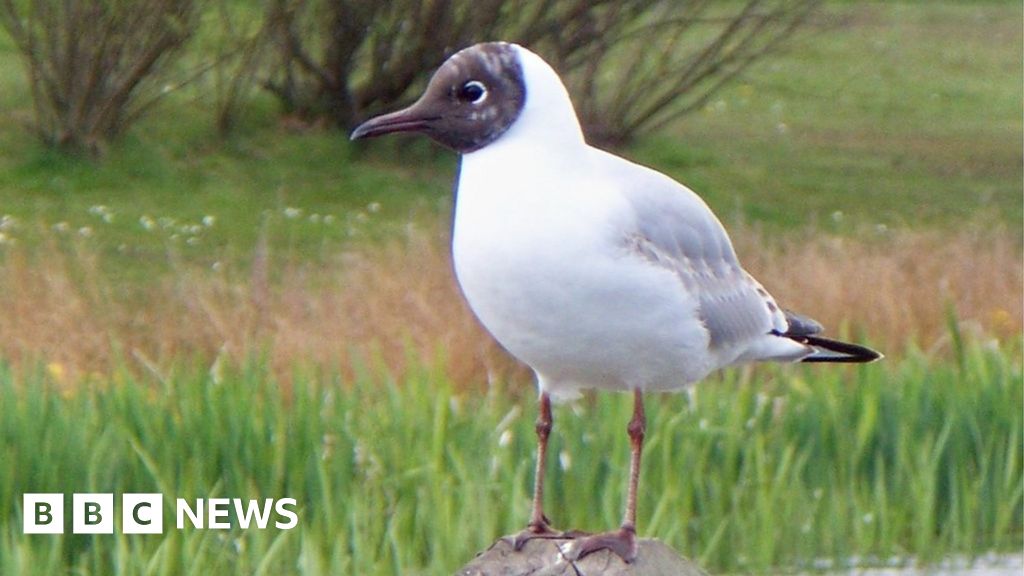 Poole Harbour gull eggs stolen 'to eat as delicacy' - BBC News