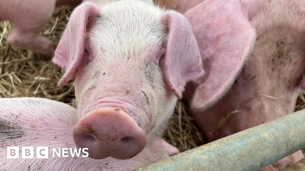 Widespread Heat and Drought Impact Farms, Reduce Hay, Milk Yields UK
