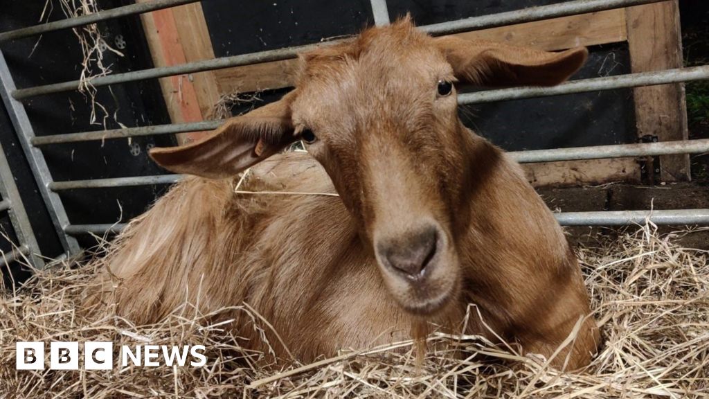 Global experts gather to help save rare Guernsey goat