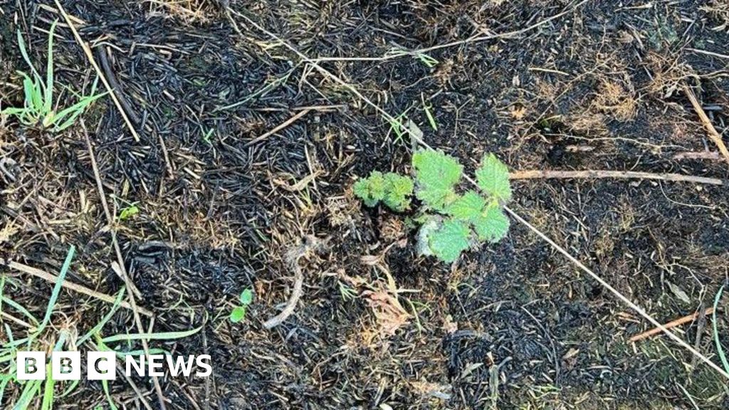 Green shoots of recovery on Arthur's Seat after summer wildfire