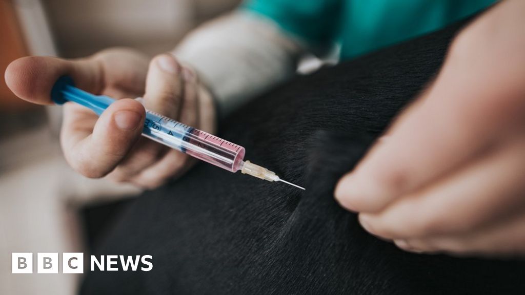 Covid: Russia starts vaccinating animals