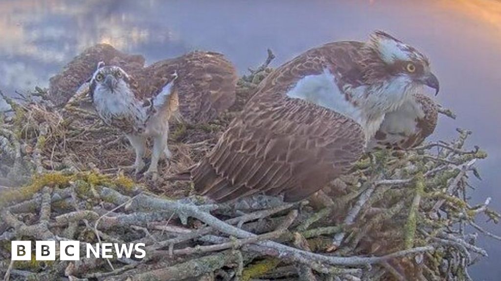 Rutland Osprey Project: Hope prolific bird will have even more chicks 