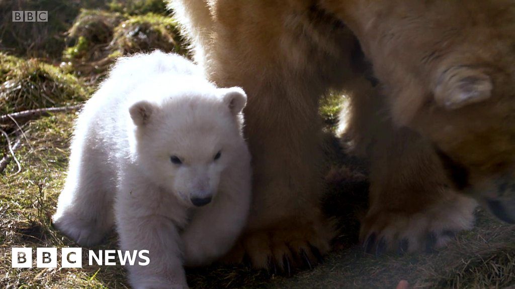 bbc earth polar bear teddy