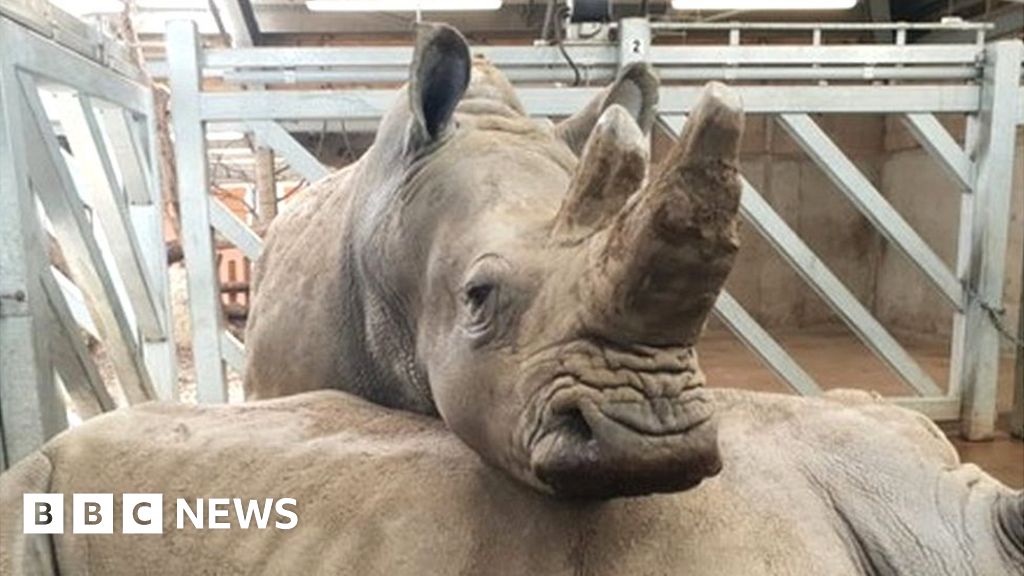 Marwell Zoo bids farewell to 'amazing, loving' white rhino - BBC News