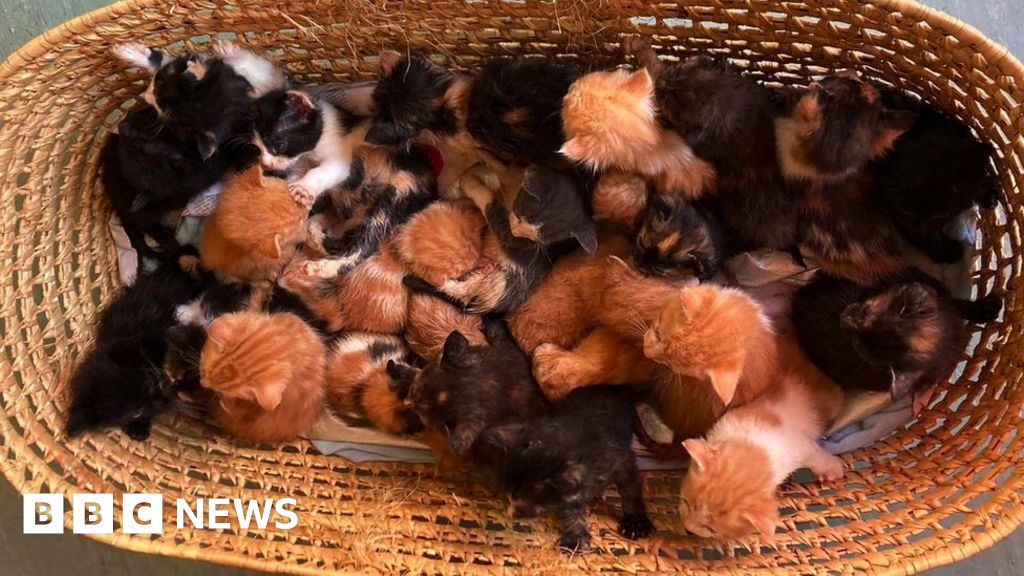 Jersey rescue centre takes 13 cats from England - BBC News