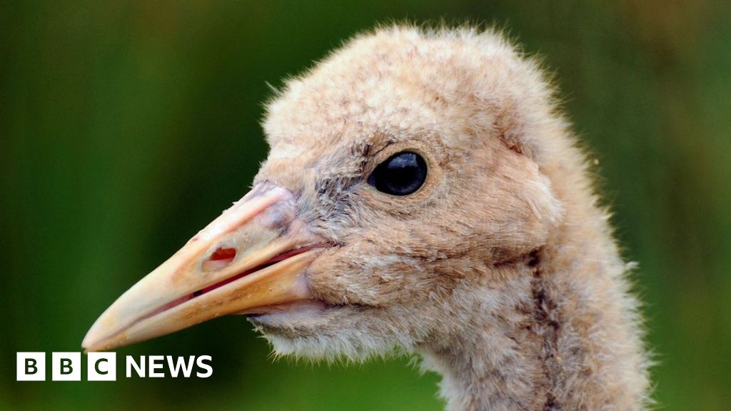 Britain's cranes have most successful year since 1600s