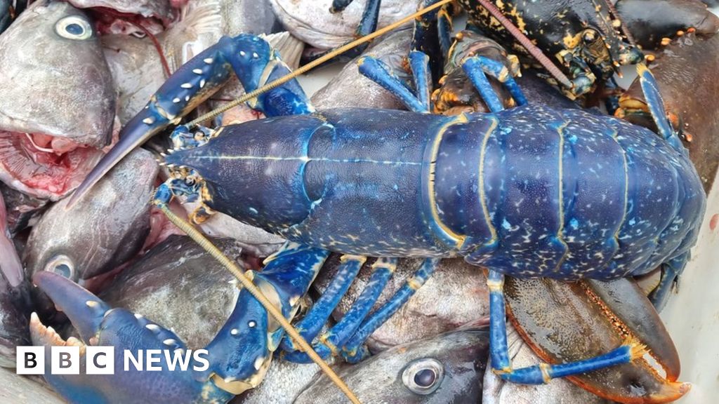 One-in-two-million blue lobster landed by Aberdeen fisherman - BBC News