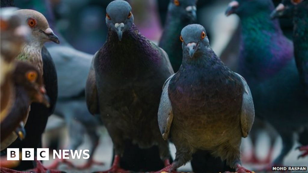 The pigeon will see you now BBC News