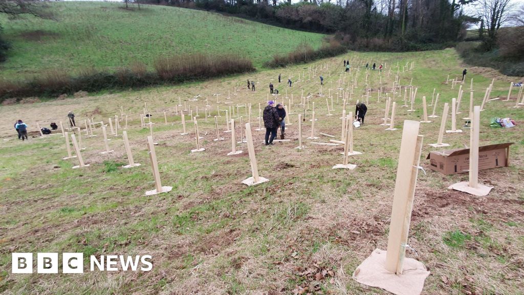 Thousands of trees planted in Devon's Bowden Pillar rainforest