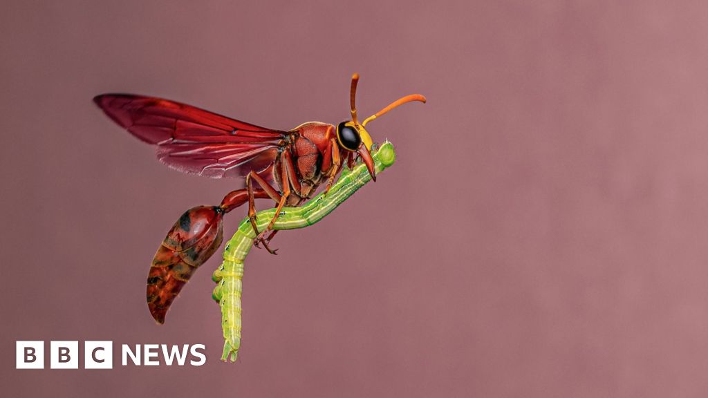 Wasp 'riding a broomstick' wows photography judges