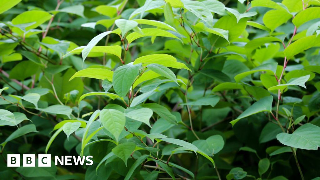 Bridgend land owner loses Japanese knotweed payout BBC News