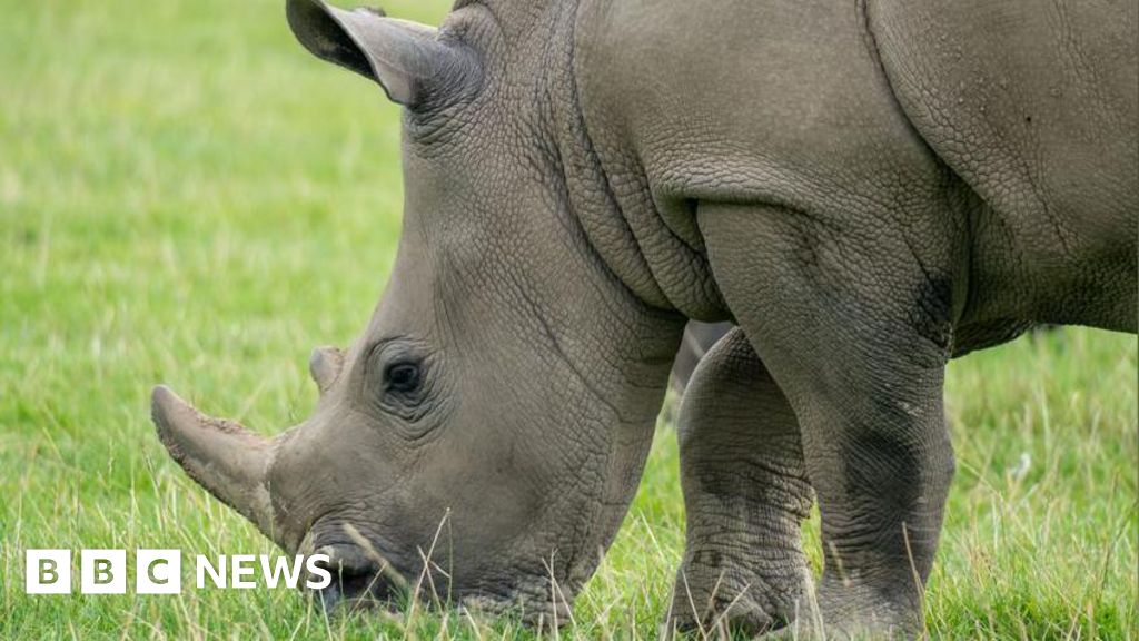 Knowsley safari park rhino has world-first operation