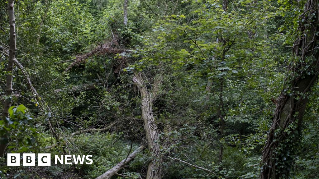 More than 2,000 diseased trees in Leeds to be axed, council says