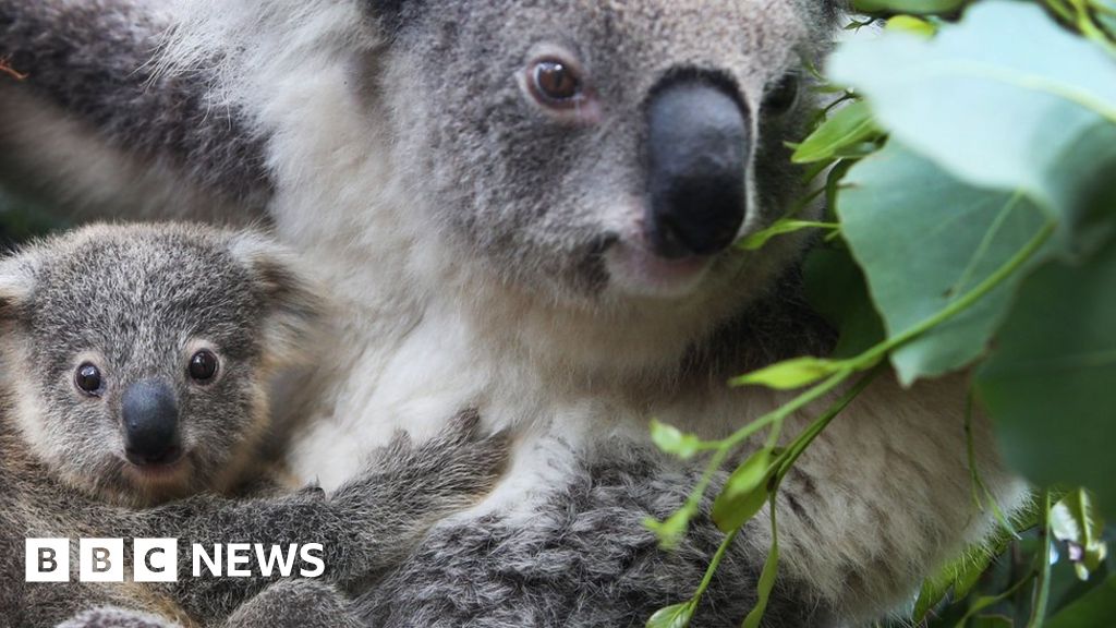 Australia’s koalas: Freeze sperm to save species, say researchers