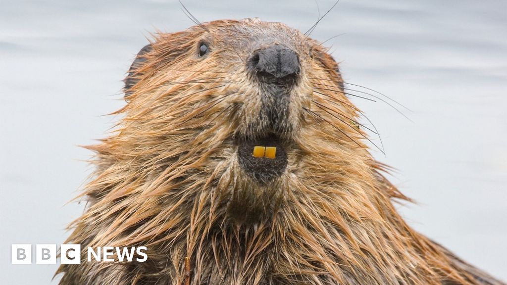 How beavers are reviving wetlands