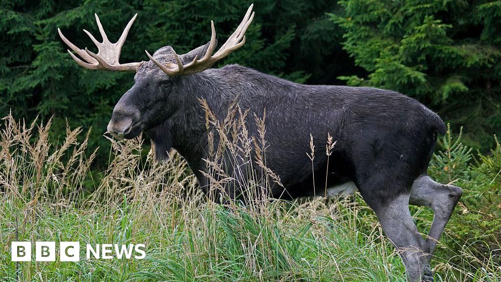 Project aims to return 'keystone' elk to UK