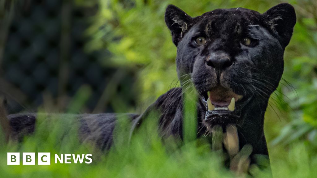 Chester Zoo Hopes New Black Jaguar Will Help Viable Population Aim ...