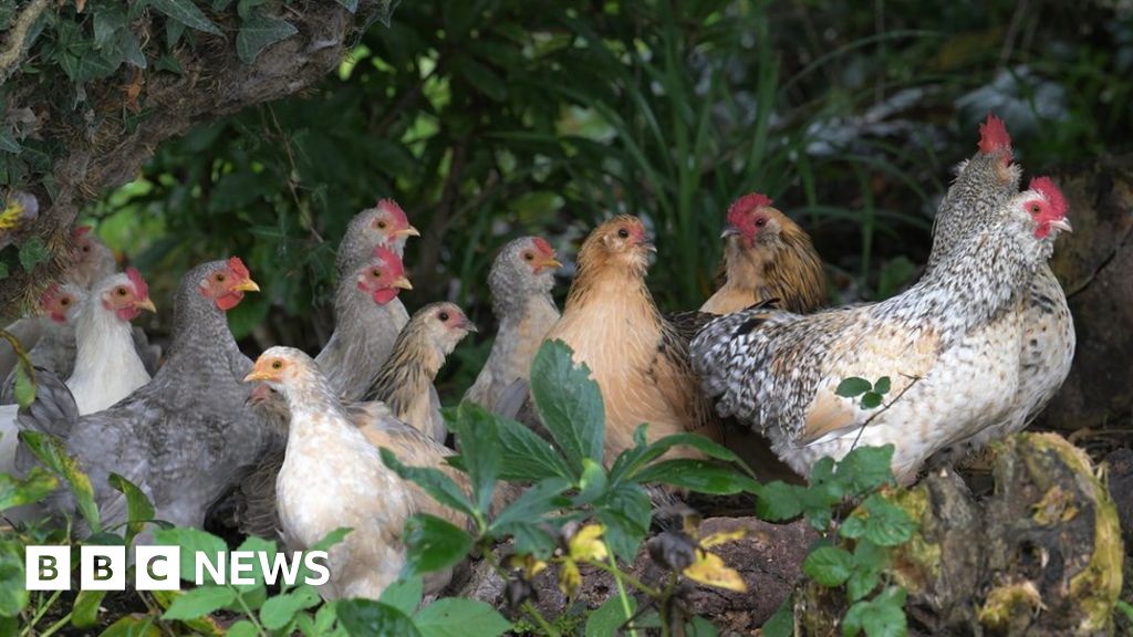 Cumbria Council's Warning After Bird Flu Case Confirmed - BBC News