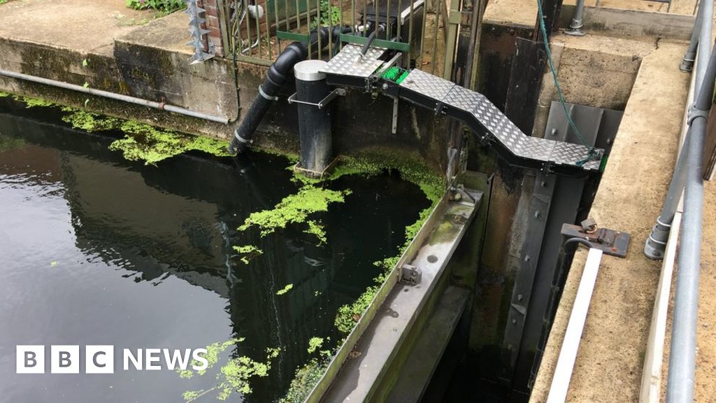 Eels seen in Norfolk's River Tud for first time in 40 years