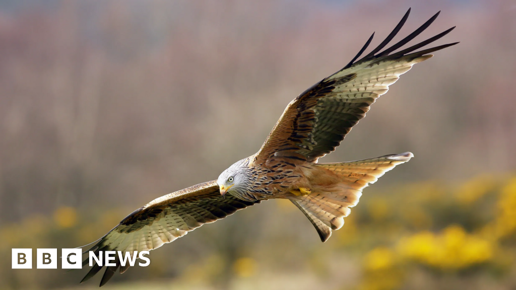 Red Kites Soar Back to Life in Northeast England