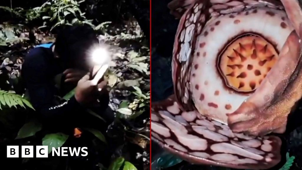 Watch: Moment researcher finds rare flower after 13-year search