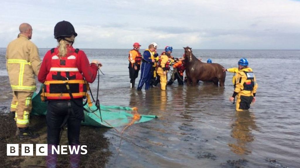 Horses rescued from drowning in Knott End, Lancashire BBC News
