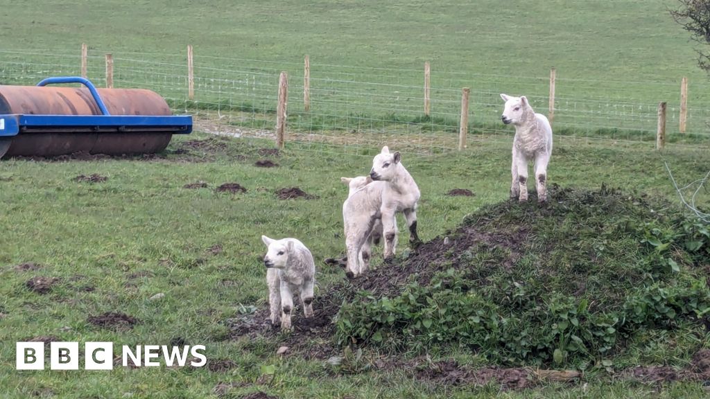 bbc.co.uk - Federica Bedendo - Cumbrian farm death inquests spark 'safety week' reflections