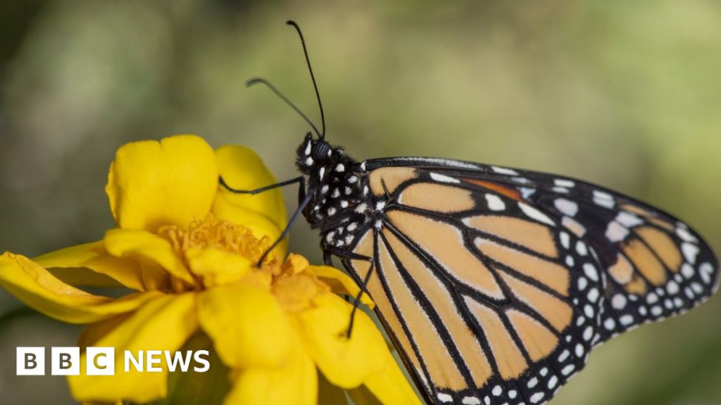 Monarchfalterflecken helfen bei der Migration – studieren