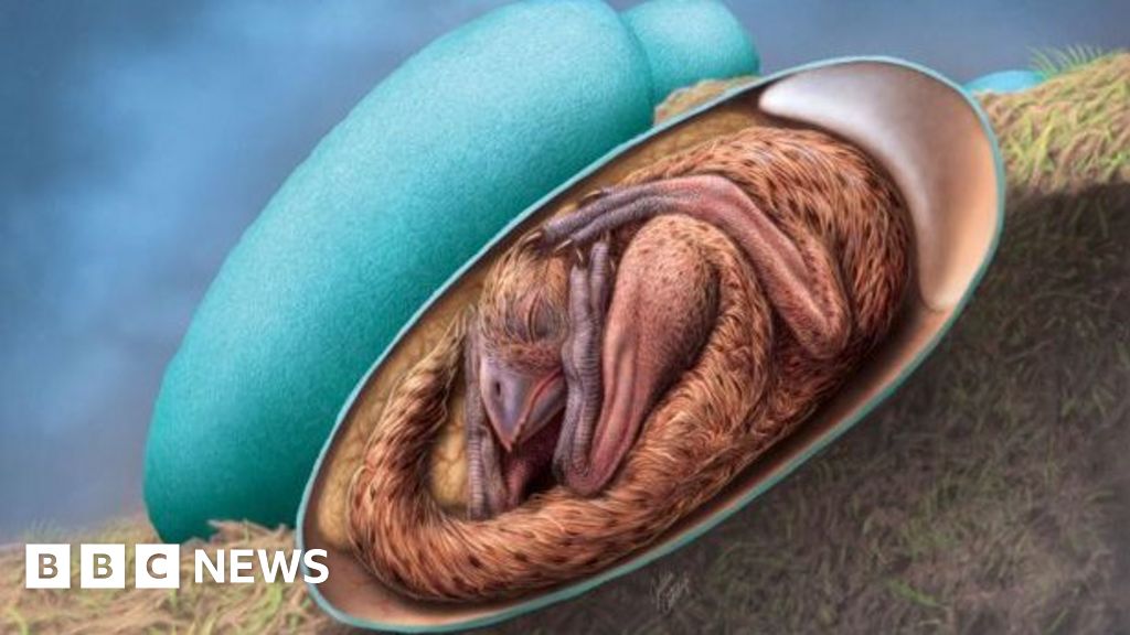 Perfectly preserved dinosaur embryo found in China – BBC News