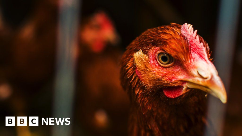 Anti-Bird flu measures in place across Great Britain