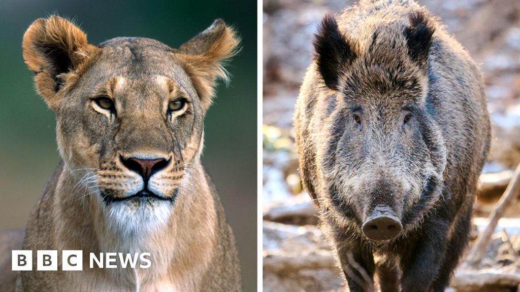 Berlínská „lvice“: Úřady tvrdí, že divoké zvíře mohlo být prase bradavičnaté