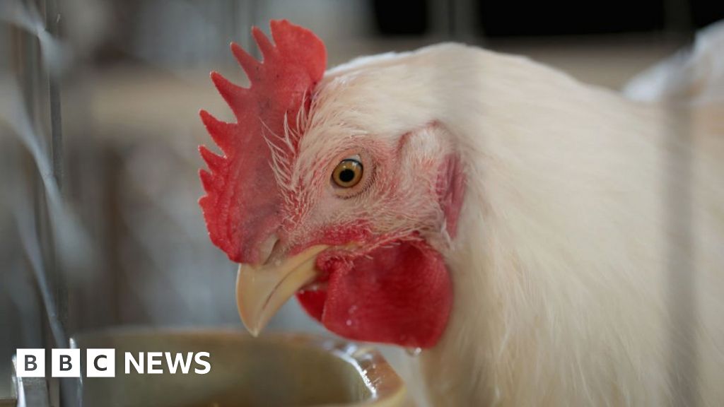 Four poultry executives charged in chicken price fixing plot BBC News