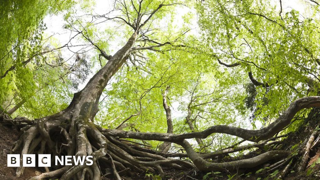 Pollution hits fungi that nourish trees - study