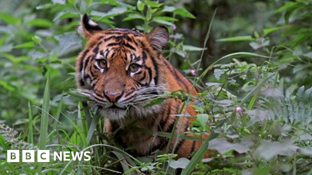 Hydroelectric dams linked to tiger and jaguar losses