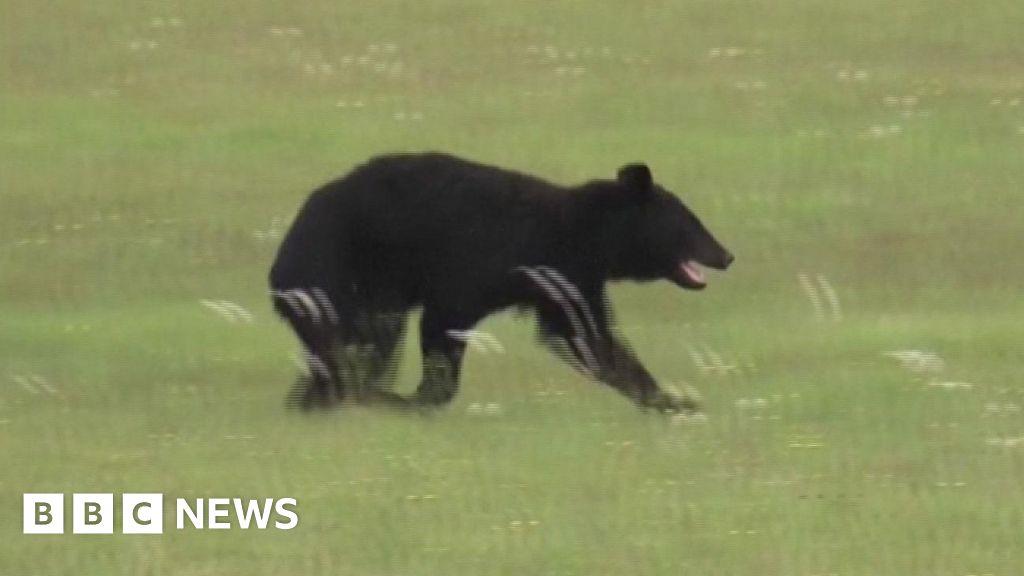 Bear blocks runway forcing flight cancellations at airport in Japan
