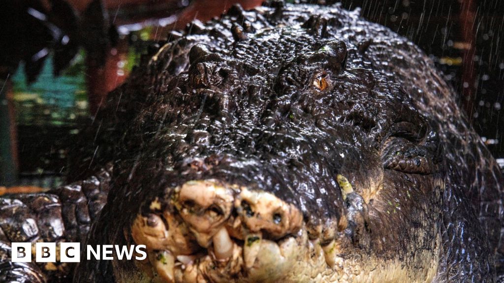 Buaya terbesar di dunia yang ditangkap mati