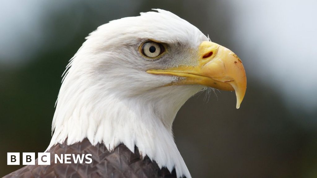 Tractor Hating Eagle Goes On Two Day Flight Of Fancy Bbc News