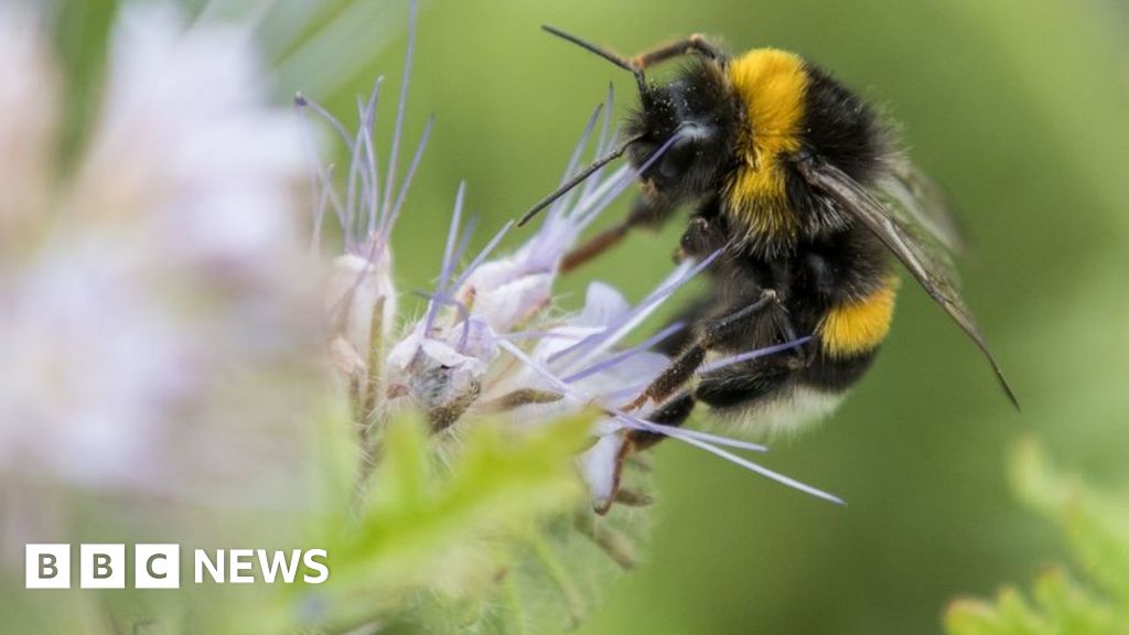 Climate change: Loss of bumblebees driven by 'climate chaos' - BBC News
