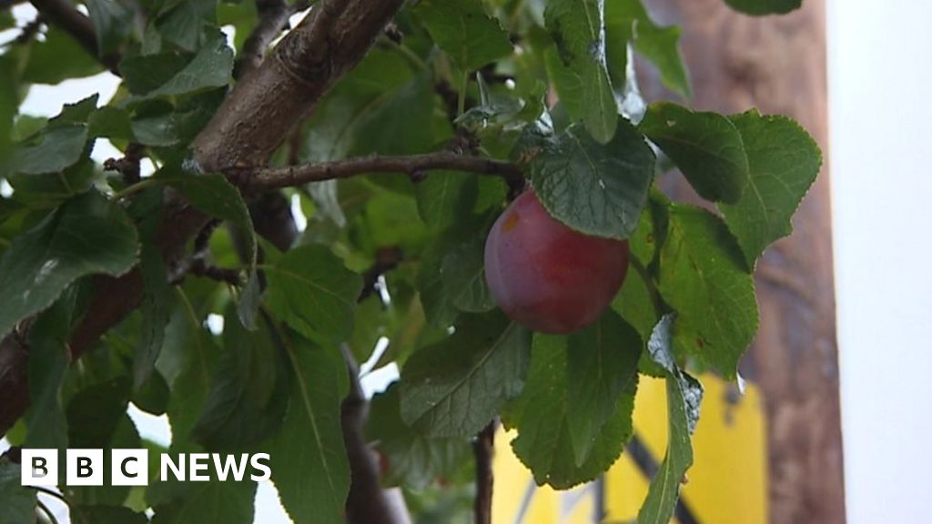 Weather sparks Denbigh plums shortage ahead of festival