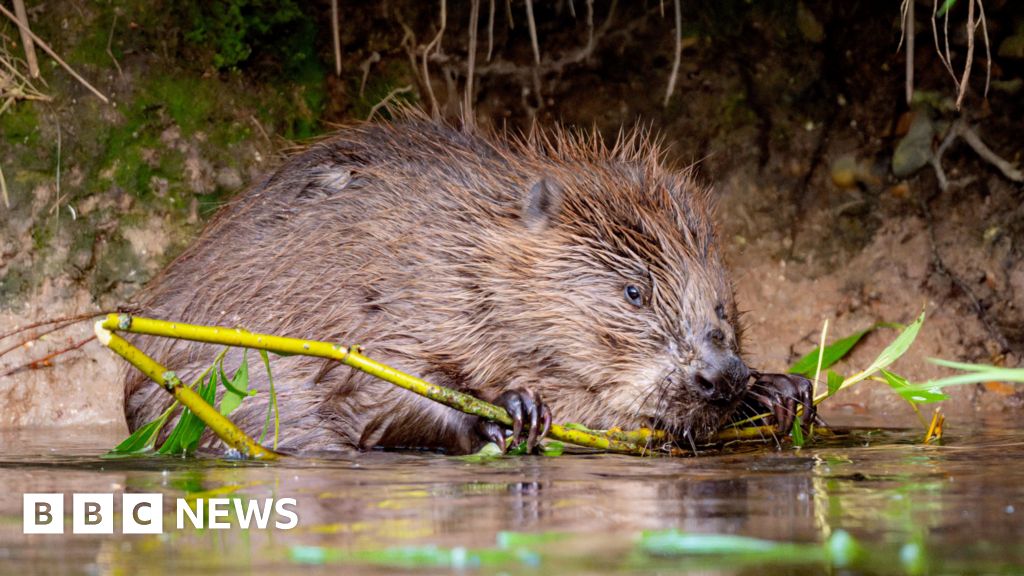 bbc.co.uk - Bob Dale - River Stour and the Blean conservation work to get &pound;1m boost