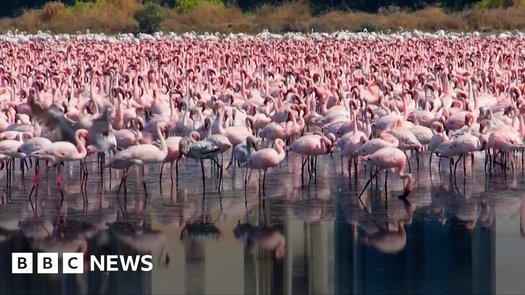 ICYMI: pyramids, flamingos, and a brave kangaroo