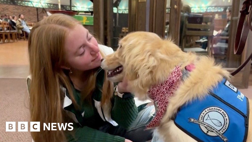 Comfort dogs visit Michigan campus after shooting