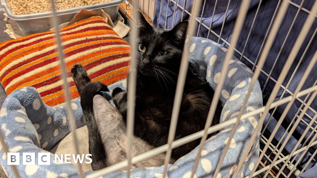 Cat shot with airgun in Cambridgeshire sparks RSPCA appeal