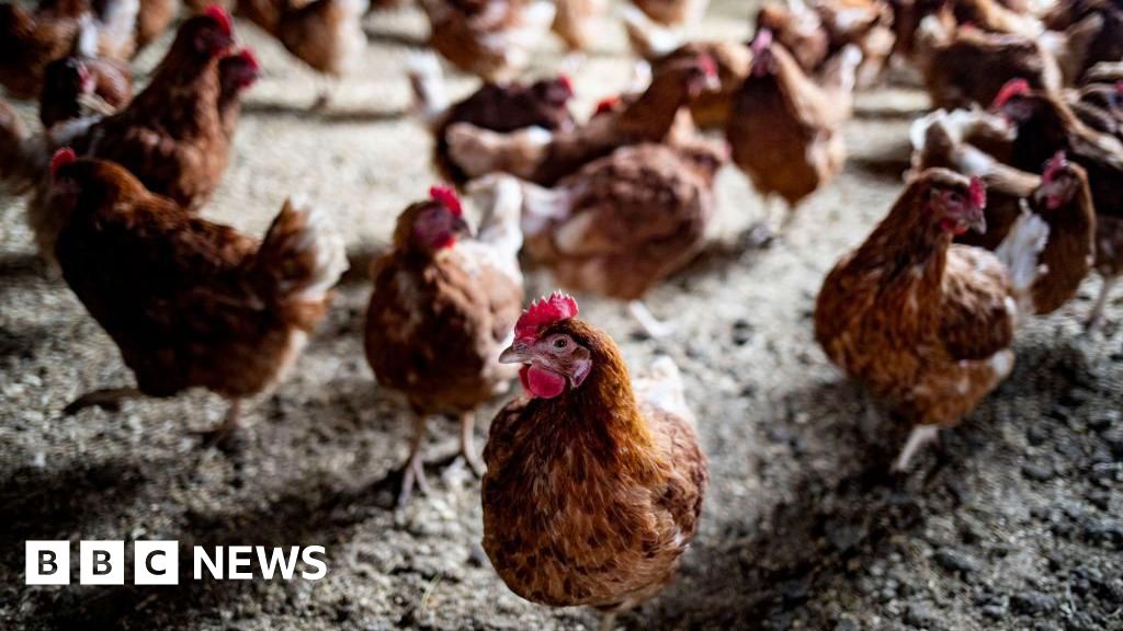 Thousands of Chickens to Be Culled After Suspected Avian Flu Outbreak in County Tyrone
