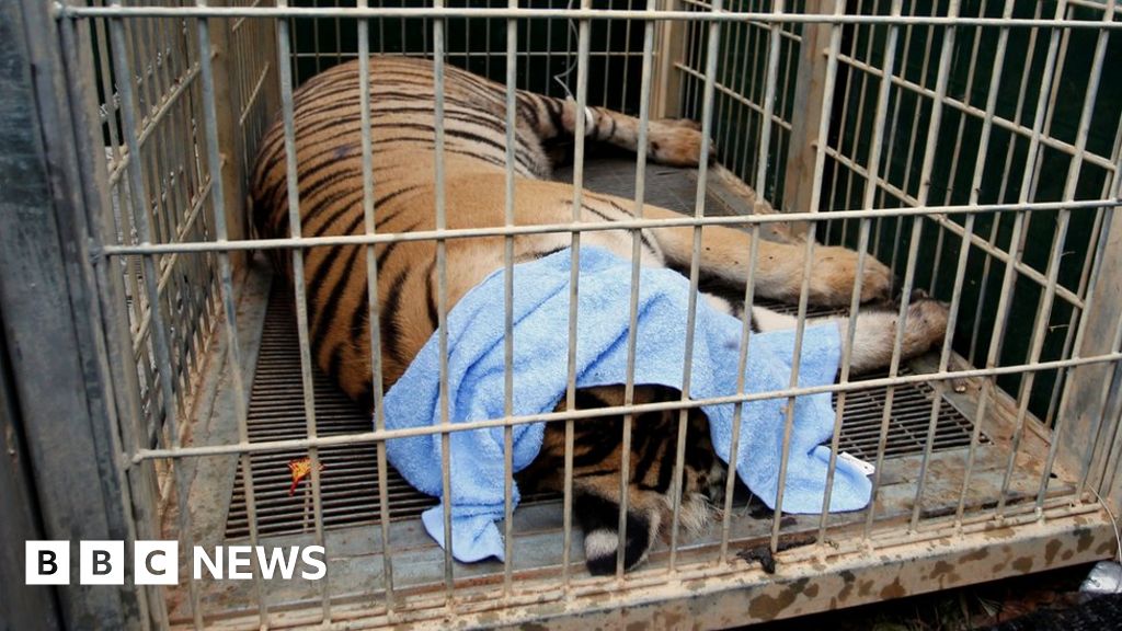 Thailand Tiger Temple: Forty dead cubs found in freezer - BBC News
