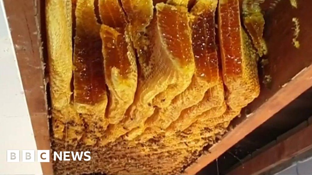 Huge Beehive Discovered Inside Ceiling Bbc News